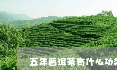 五年普洱茶有什么功效/2023063069492