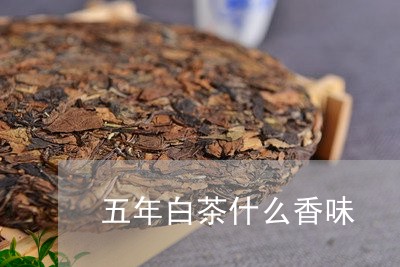 五年白茶什么香味/2023061471735