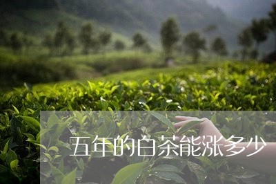 五年的白茶能涨多少/2023071559392