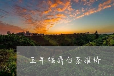 五年福鼎白茶报价/2023061412927