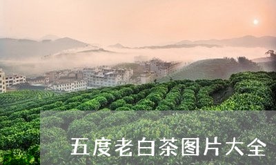 五度老白茶图片大全/2023121681614