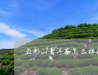 五彩山普洱茶怎么样好喝吗/2023082888483