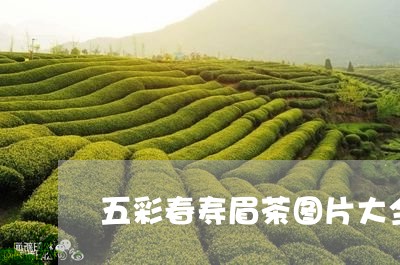 五彩春寿眉茶图片大全/2023092615069