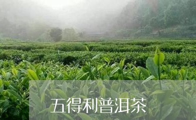 五得利普洱茶/2023081563936