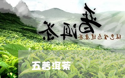 五普洱茶/2023110847471