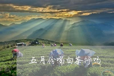 五月份喝白茶行吗/2023061499470