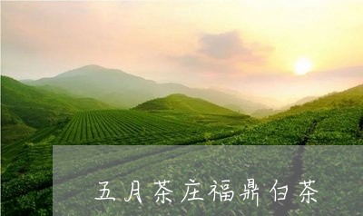 五月茶庄福鼎白茶/2023061451513