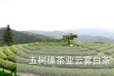 五树缘茶业云雾白茶/2023071538684