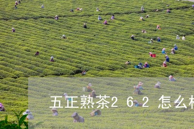 五正熟茶262怎么样/2023061017349