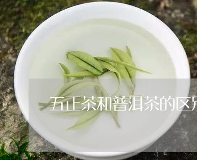 五正茶和普洱茶的区别/2023073084146