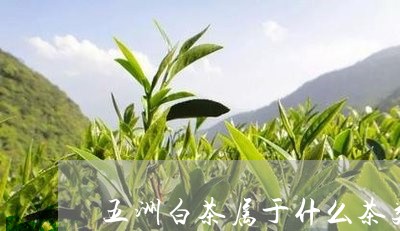 五洲白茶属于什么茶类/2023092663048