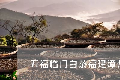 五福临门白茶福建漳州/2023120860604