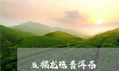 五福龙珠普洱茶/2023102681725