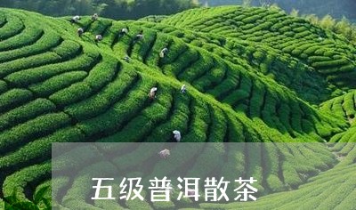 五级普洱散茶/2023090787150