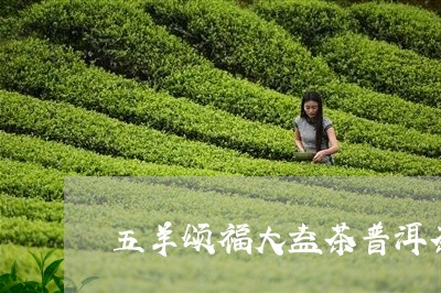 五羊颂福大益茶普洱茶/2023062294017