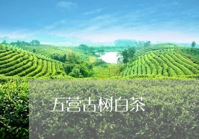 五营古树白茶/2023051287383