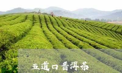 五道口普洱茶/2023090604258