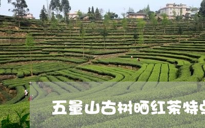 五量山古树晒红茶特点/2023092107271