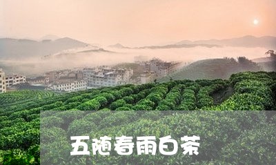 五随春雨白茶/2023051248704