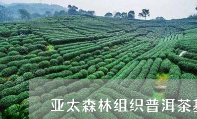 亚太森林组织普洱茶基地/2023082890794