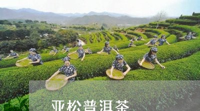 亚松普洱茶/2023102516358