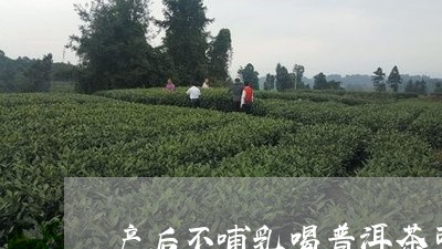 产后不哺乳喝普洱茶可以吗/2023112436147