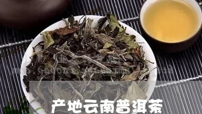 产地云南普洱茶/2023102659625