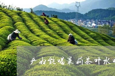 产妇能喝茉莉茶叶水吗/2023092369605