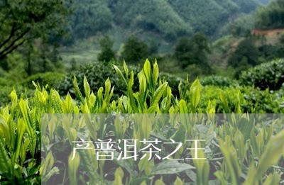 产普洱茶之王/2023042794092