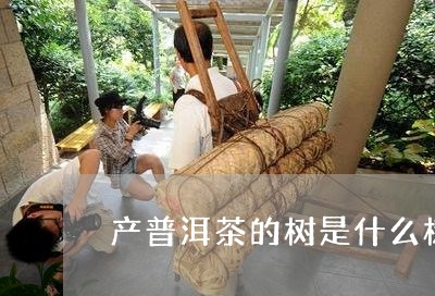 产普洱茶的树是什么树/2023062016360