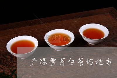 产绿雪芽白茶的地方/2023121620482