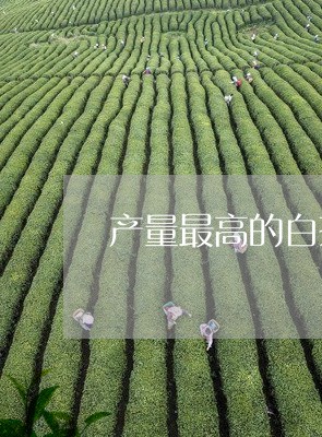 产量最高的白茶品种/2023121684937