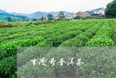 亨茂号普洱茶/2023102577360