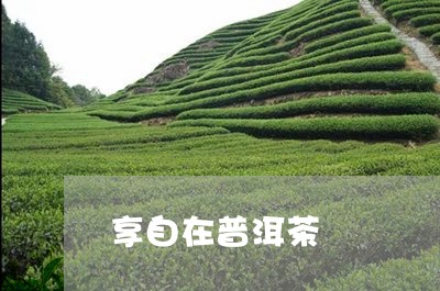 享自在普洱茶/2023042746678