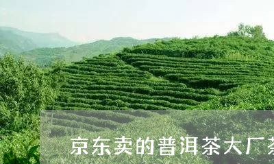 京东卖的普洱茶大厂茶/2023100774840