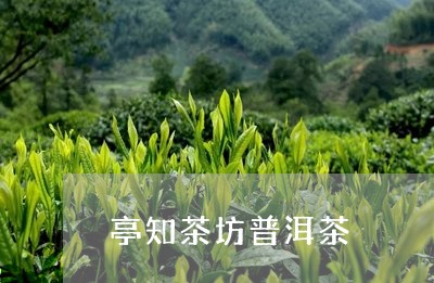 亭知茶坊普洱茶/2023102679405