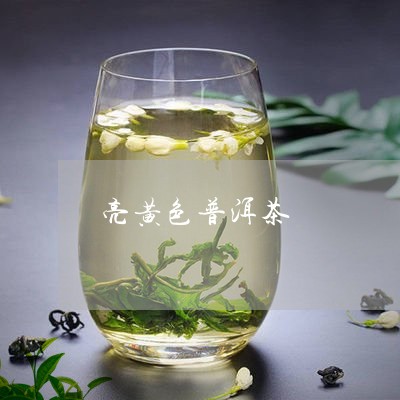 亮黄色普洱茶/2023042761716