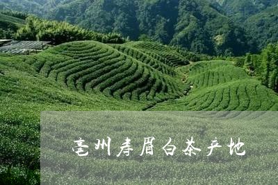 亳州寿眉白茶产地/2023061483616