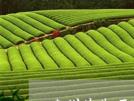 亳州花茶厂万佛山红茶/2023071539512