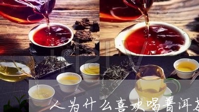 人为什么喜欢喝普洱茶/2023120788485