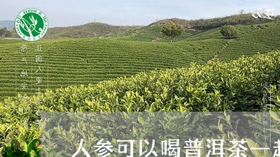 人参可以喝普洱茶一起发销/2023051097471