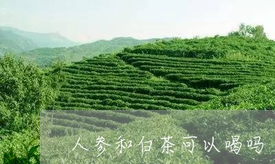 人参和白茶可以喝吗/2023081205261