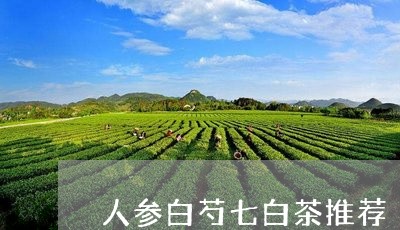 人参白芍七白茶推荐/2023071410394