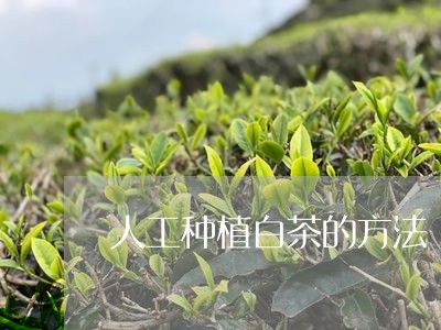 人工种植白茶的方法/2023071451593