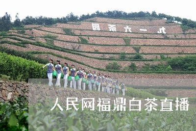 人民网福鼎白茶直播/2023071451624