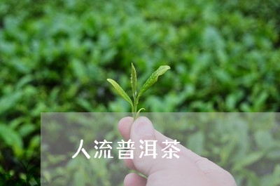 人流普洱茶/2023090578482