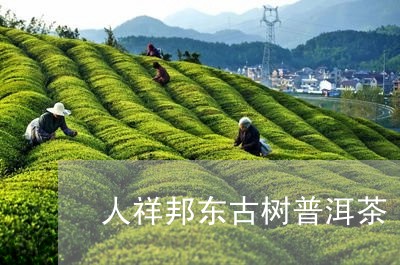 人祥邦东古树普洱茶/2023092986371