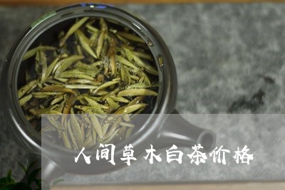 人间草木白茶价格/2023061596050