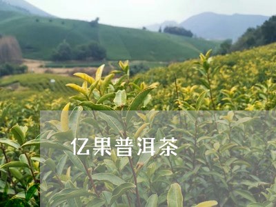 亿果普洱茶/2023090696268