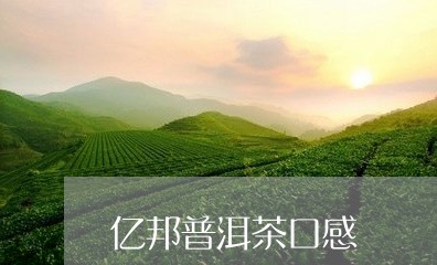 亿邦普洱茶口感/2023102691695